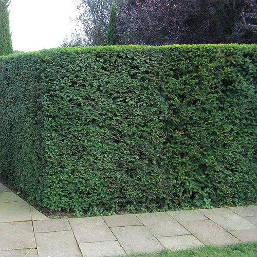 Taxus baccata if commun - -,