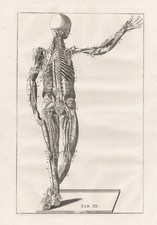 Squelette Humain Muscles Eustachius Anatomie Médecine Gravure Sur Cuivre 1800.