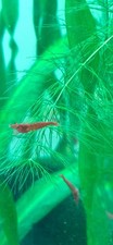 Crevettes Red Cherry Aquarium