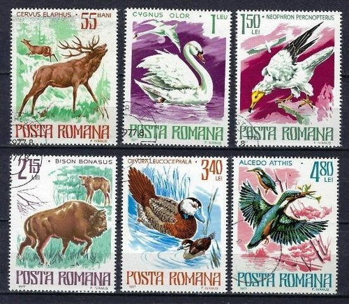 Animaux faune sauvage - faune, roumanie