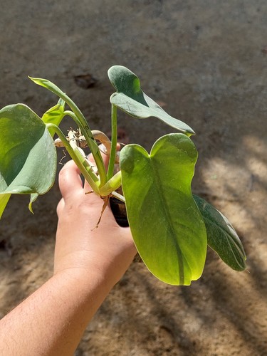Philodendron sujet - philodendron,
