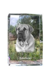 Boerboel - Cristal Avec Einem
