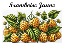 Framboise jaune 12 sticker