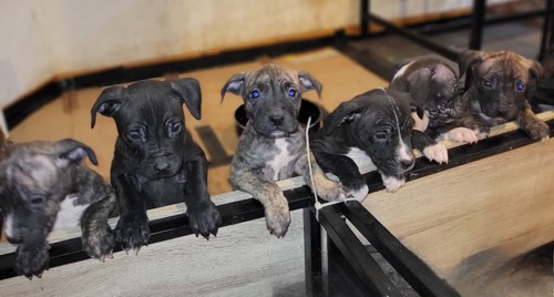 Chiots american staffordshire - chiots,