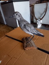 taxidermie oiseaux :  PLUVIER