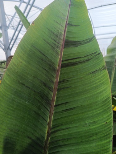 Musa sikkimensis ever red - 'ever, red'