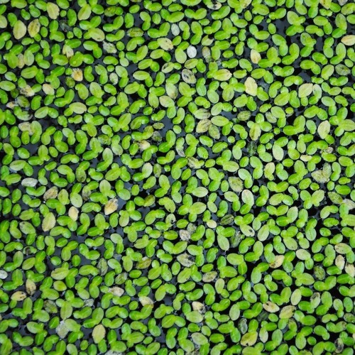 1000 lentilles d - x,