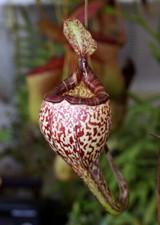5 GRAINES NEPENTHES VOGELII -