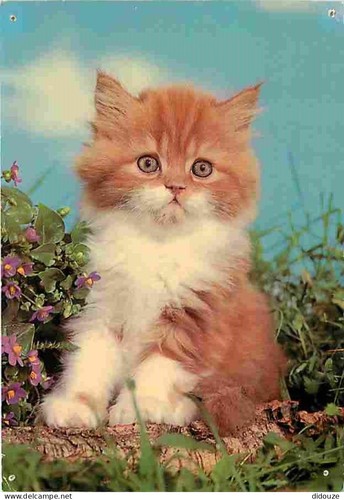 Carte postale animaux - postale,