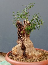 Bonsaï olivier 38 x 23 cm