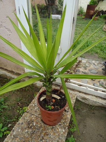 Beau yucca son euphorbe a - beau,