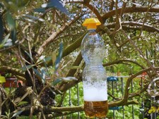 Piège à frelon asiatique