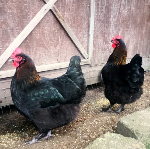 French black copper maran - copper,