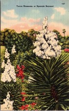 Yucca Blossum or Spanish Bayonet Rare Tropical Blooms Florida Landscape Postcard