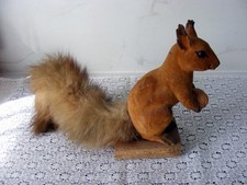 joli Ecureuil ancien sans
