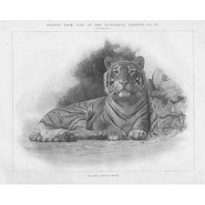 BENGAL TIGER - Antique Print 1899