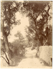 France, artistic study d&#039; olive trees vintage albumen print, albu print