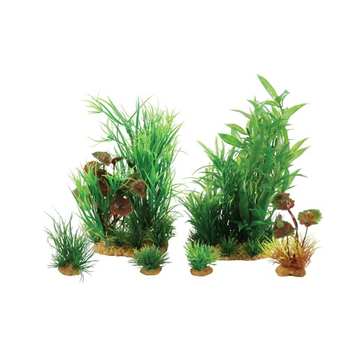 Jalaya plantes - n2,