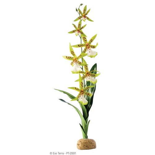 Exo terra plante terrarium - exo,