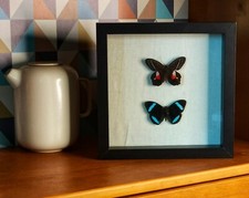 Véritables Papillons Naturalisés sous cadre 3D -20x20cm- en verre fond en toile 