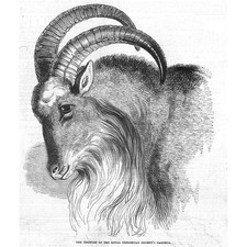 The Mouflon Sardinian Sheep at Regents Park Zoo - Antique Print 1846