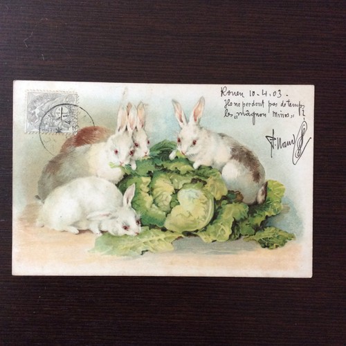 Cpa lapins carte postale - cpa,