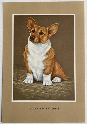 Chiens race corgi du - chiens, le