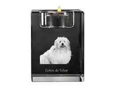 Coton De Tulear, Baumwollhund