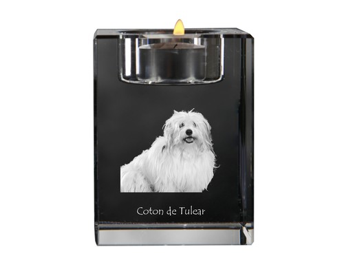 Coton tulear baumwollhund - coton, de