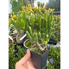 Crassula ovata ‘gollum’