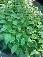 Diospyros lotus, 10 à 200