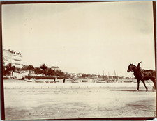 Nice, Draught Horse on the Beach, Mediterranean Coast Vintage Citrate Prince