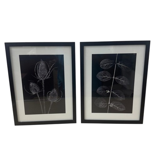 Ikea ribba botanical - ribba,