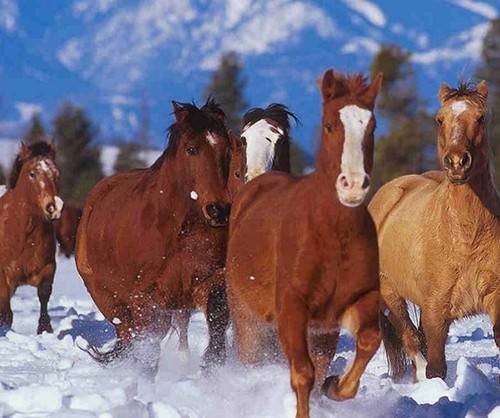 Tapis souris cheval - de, chevaux