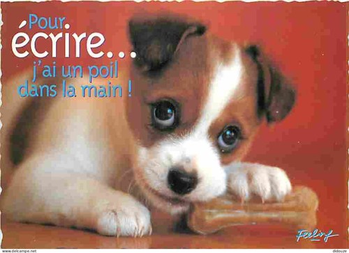 Carte postale animaux - postale,