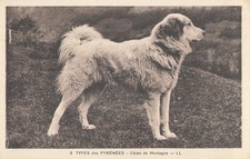 CP TYPES PYRENEES MOUNTAIN DOG