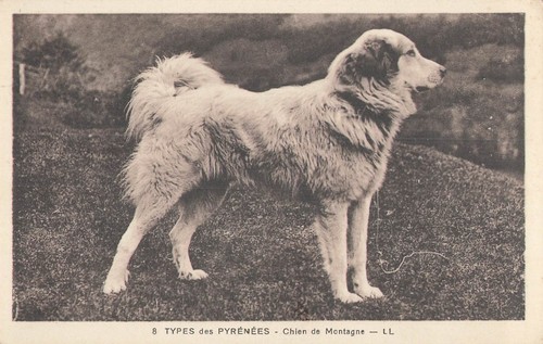 Types pyrenees mountain dog - types,