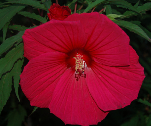 Hibiscus moscheutos red 20 - red,,
