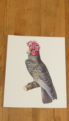 Cacatoès huppé peinture - huppÉ,