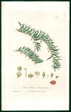 1837 Baxter Botanical Print - TAXUS BACCATA Common Yew (222)