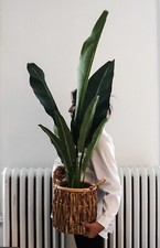 plante artificielle - AVY