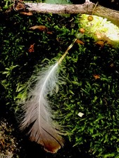 Boucles d'oreilles Péridot &