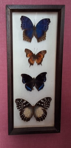 Ancien cadre avec - avec, papillons