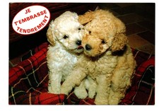 CPM: Caniche Abricot et Blanc, Je t'embrasse Tendrement