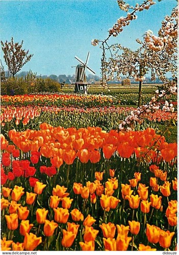 Carte postale moulin - carte, à