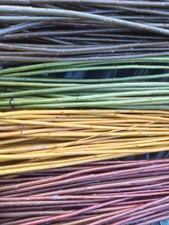 40 Boutures 30cm  Saule osier