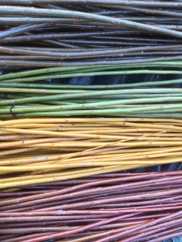 Boutures 30cm saule osier - 40,