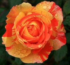 10x graines Rosier ORANGE &