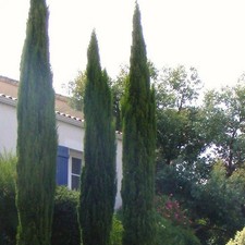 Cupressus sempervirens 'Stricta' - Cyprès d'Italie ou de Provence