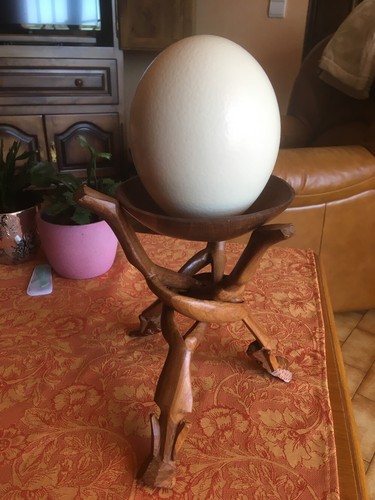Oeuf autruche très bel - -,